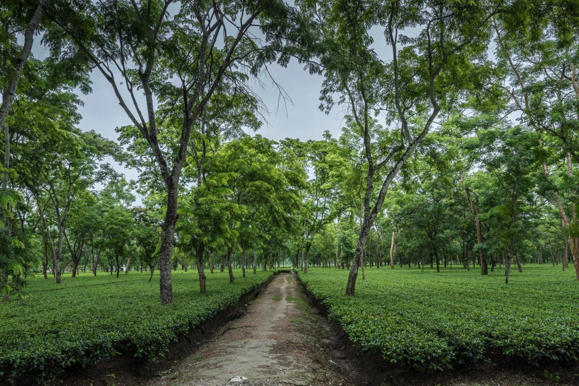 Chālsa Tusker Tea County酒店 外观 照片
